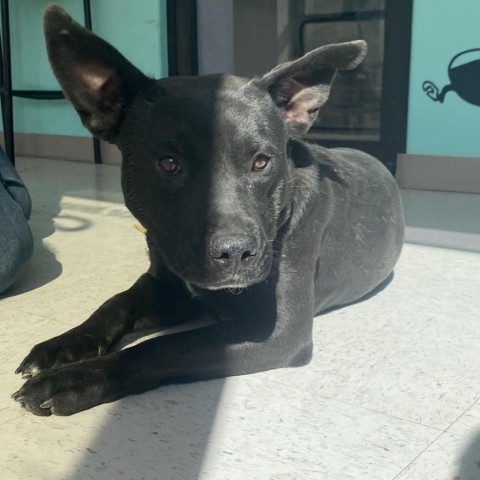 Shorty, an adoptable Pit Bull Terrier in Garden City, KS, 67846 | Photo Image 6