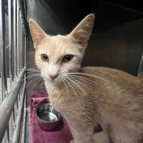 Maximus, an adoptable Domestic Short Hair in Garden City, KS, 67846 | Photo Image 1