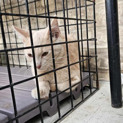 Maximus, an adoptable Domestic Short Hair in Garden City, KS, 67846 | Photo Image 3