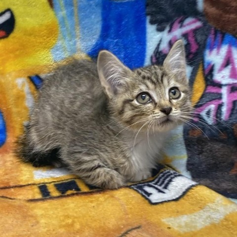 Optimus, an adoptable Domestic Short Hair in Garden City, KS, 67846 | Photo Image 1