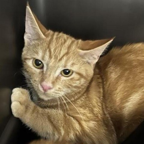 Flavia, an adoptable Domestic Short Hair in Garden City, KS, 67846 | Photo Image 1