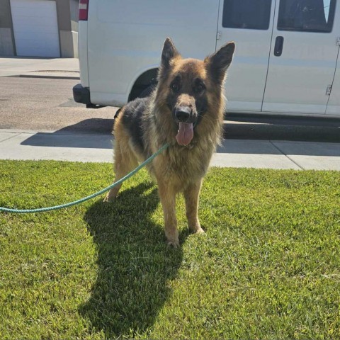 Oso, an adoptable German Shepherd Dog in Garden City, KS, 67846 | Photo Image 1