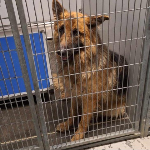 Oso, an adoptable German Shepherd Dog in Garden City, KS, 67846 | Photo Image 2