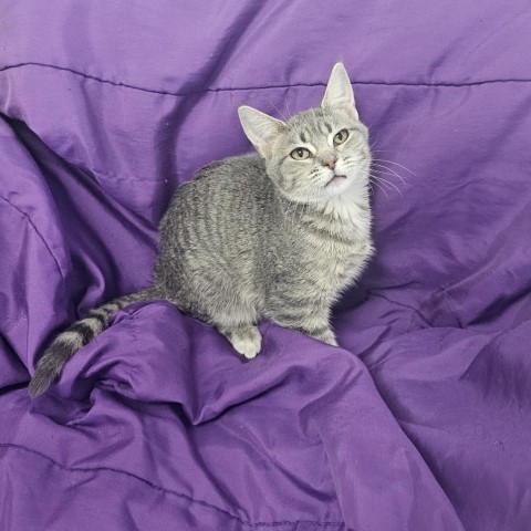 Kriss, an adoptable Domestic Short Hair in Garden City, KS, 67846 | Photo Image 1