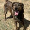 Oakley-Rover photo 1