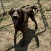 Oakley-Rover photo 4