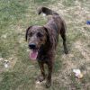 Oakley-Rover photo 5