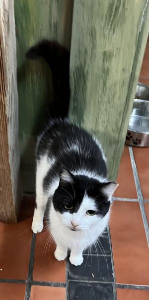 Alex, Young Female Domestic Short Hair