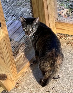 Thistle, Adult Female Domestic Short Hair