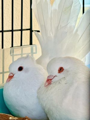 Snowball w/Kip Pigeon Bird