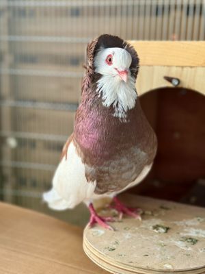 Frank and Fancy are a power couple Frank spends his time strutting his stuff and lounging with Fanc
