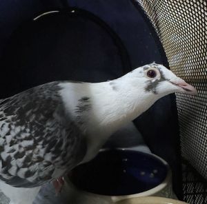 Shy but inquisitive Aura is a racing pigeon whose beauty is unmistakable While she tends to keep to