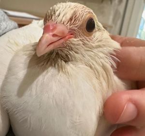 Ducky Pigeon Bird