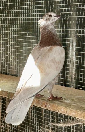 Marzipan is a gorgeous domestic pigeon who is bound to turn heads Her story isnt as gorgeous as sh