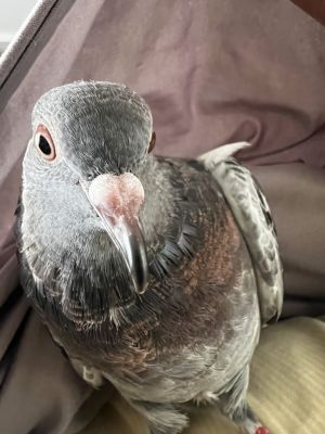 Astro came to Palomacy as an unreleasable young feral after failing pigeon training school at the lo