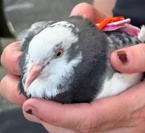 42925 Olivias sweet one-wing husbird passed away She is widowed  bravely sitting on their feggs