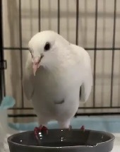 Flip is a tiny and adorable pigeon breed called a Roller Rollers are very petite but have an abunda