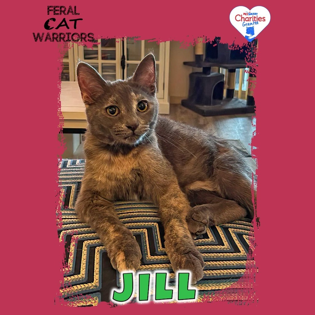 Jill, an adoptable Domestic Short Hair in Kingman, AZ, 86401 | Photo Image 1