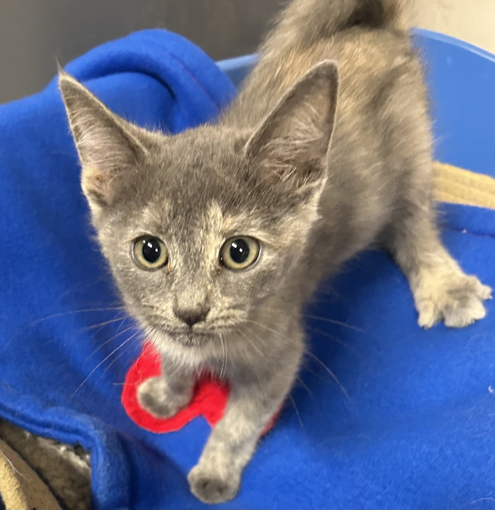 Jill, an adoptable Domestic Short Hair in Kingman, AZ, 86401 | Photo Image 2