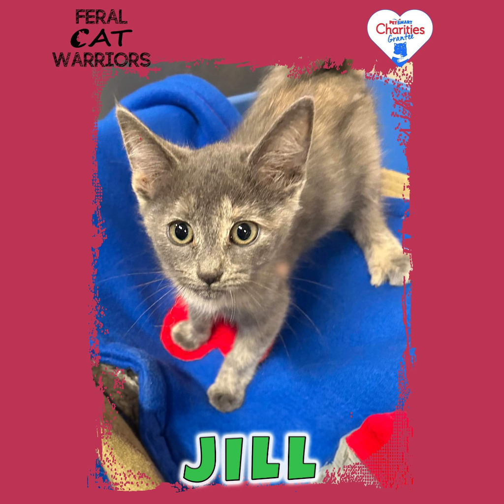 Jill, an adoptable Domestic Short Hair in Kingman, AZ, 86401 | Photo Image 3