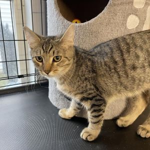 Gus, Young Male Domestic Short Hair
