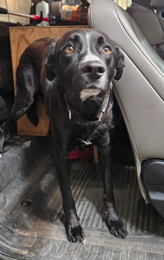 black w white lab mix dog, an adoptable Mixed Breed in Green River, WY, 82935 | Photo Image 1