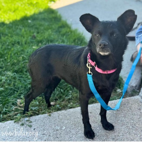 Lilly, an adoptable Chihuahua, Mixed Breed in Cheyenne, WY, 82009 | Photo Image 1