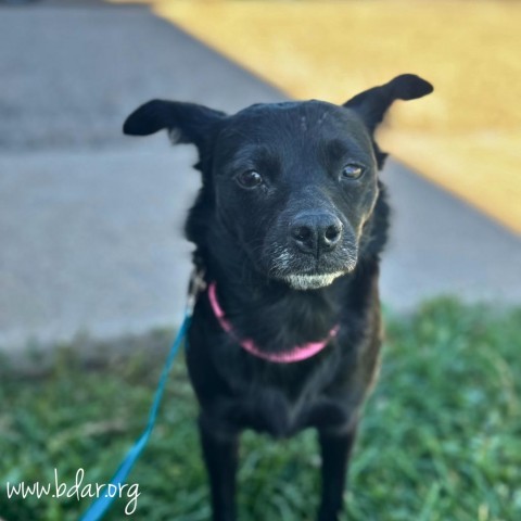 Lilly, an adoptable Chihuahua, Mixed Breed in Cheyenne, WY, 82009 | Photo Image 2