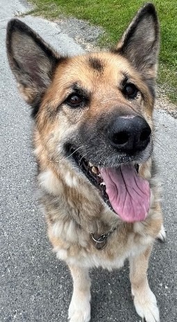 Sadie, an adoptable German Shepherd Dog in Kenai, AK, 99611 | Photo Image 1