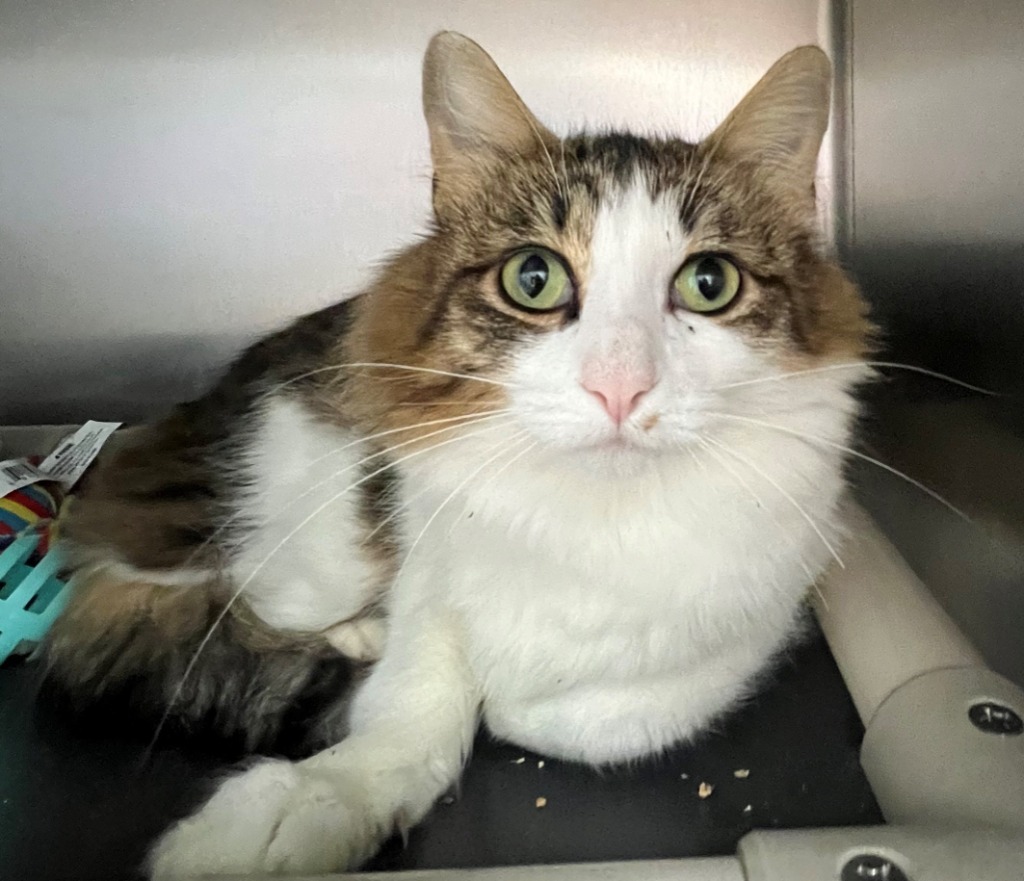 Gretel, an adoptable Domestic Long Hair in Kenai, AK, 99611 | Photo Image 1