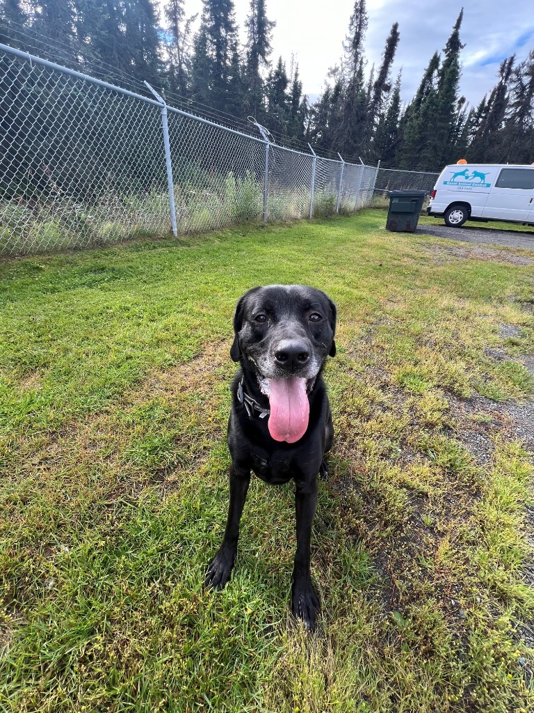 Scout, an adoptable Labrador Retriever in Kenai, AK, 99611 | Photo Image 1