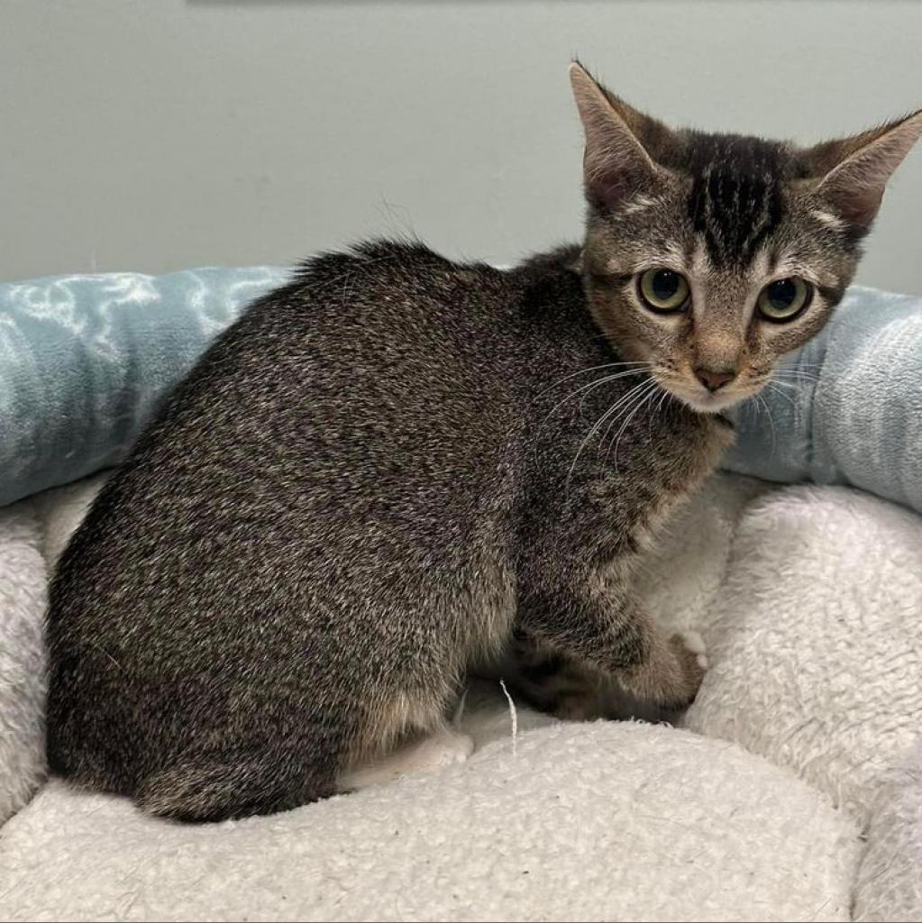 Bobbie, an adoptable Domestic Short Hair in Madison, WI, 53716 | Photo Image 1