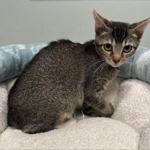 Bobbie, Young Female Domestic Short Hair