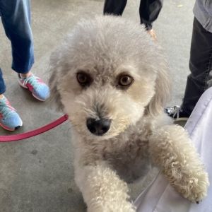 Fiona Poodle Dog