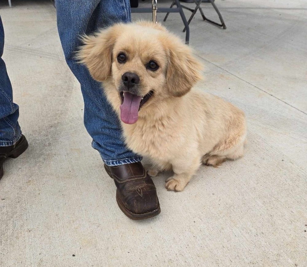 Oliver, an adoptable Dachshund, Pekingese in Mesquite, TX, 75181 | Photo Image 1