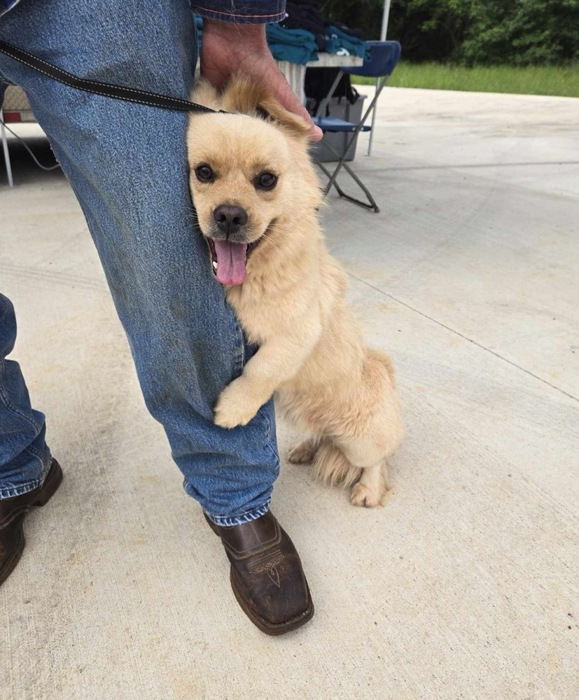 Oliver, an adoptable Dachshund, Pekingese in Mesquite, TX, 75181 | Photo Image 2