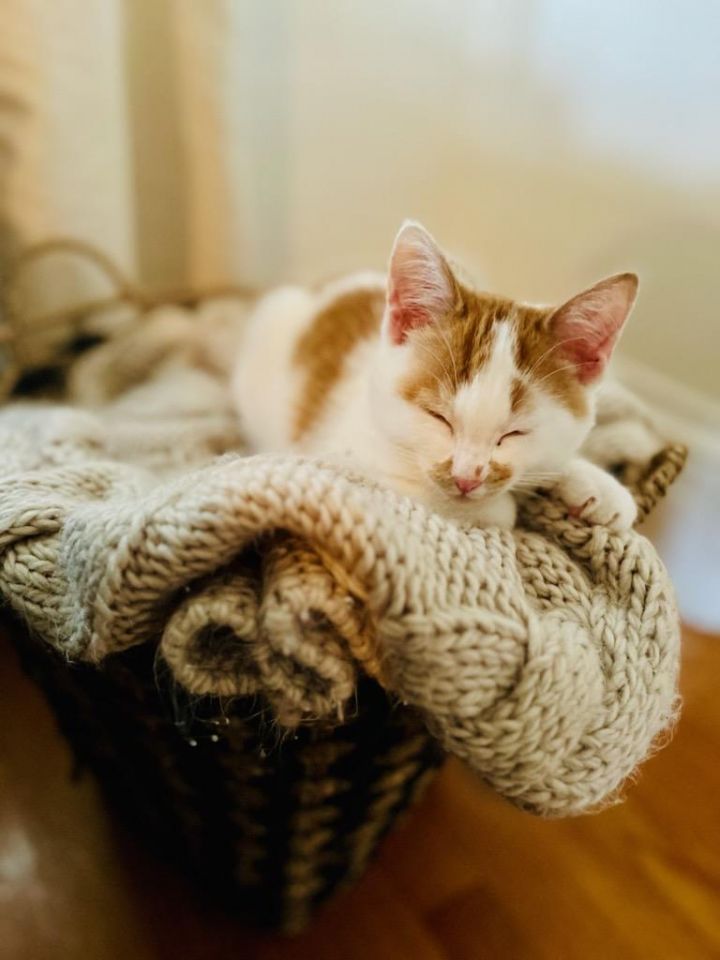 Cat for adoption Copper in VT, a Domestic Medium Hair in Croydon, NH