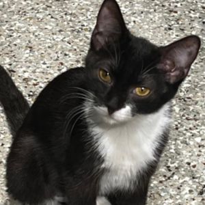 Ash-Lee, Young Female Domestic Short Hair
