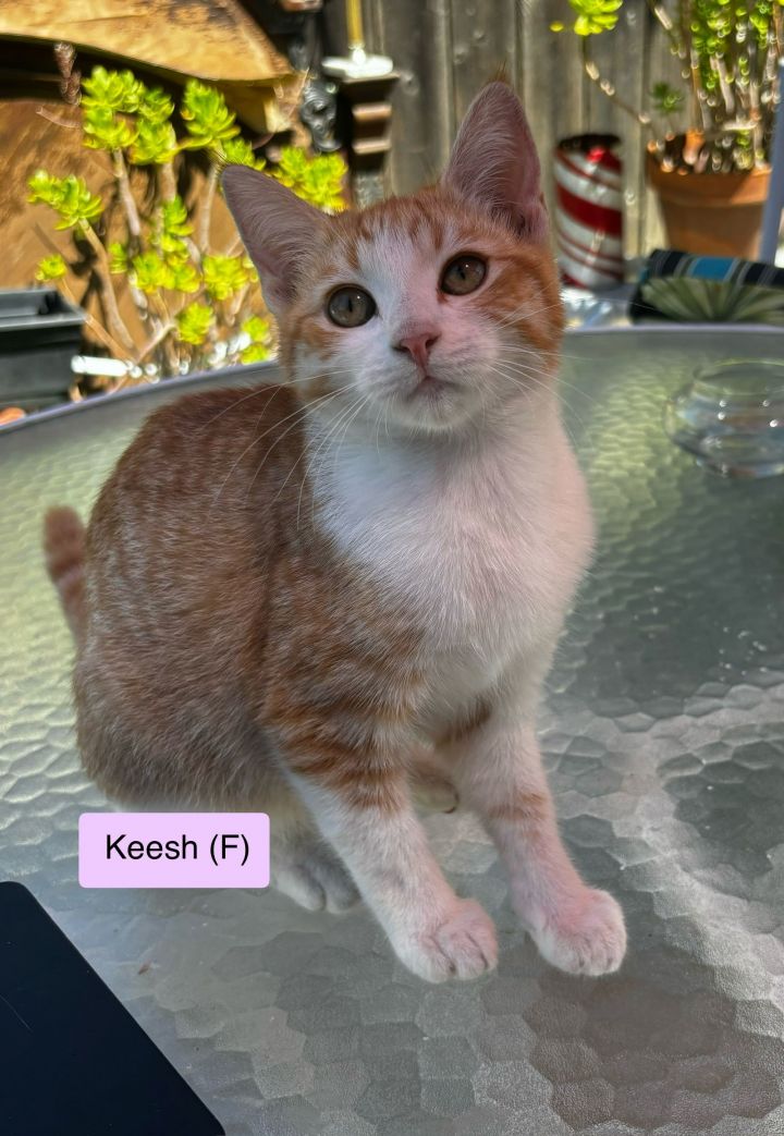 Keesh 1