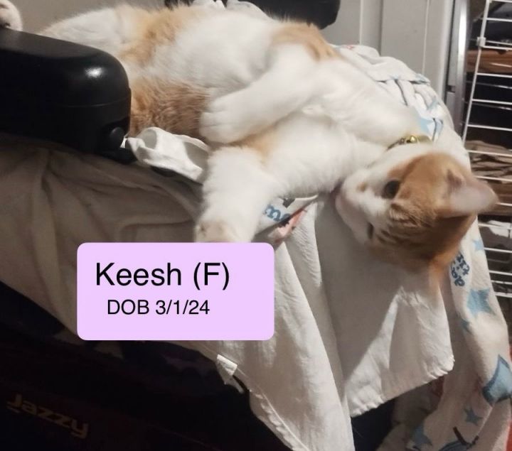 Keesh 2
