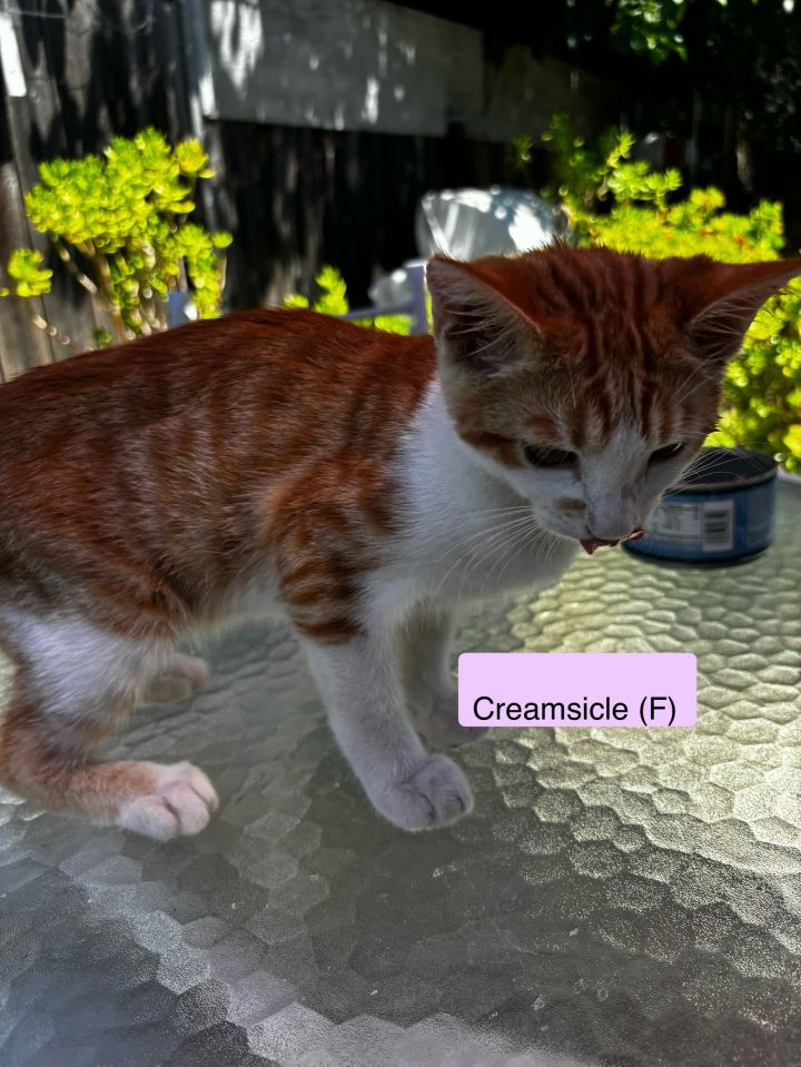 Creamscicle 1