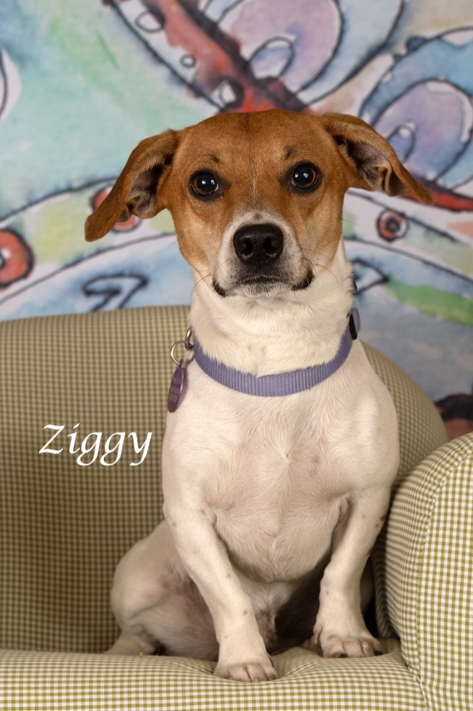 Ziggy 5