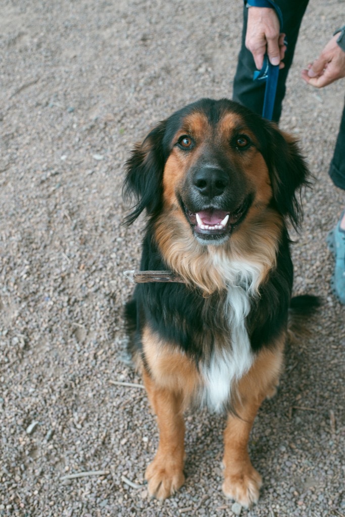 Ozzy Pawsbourne, an adoptable Collie, Mixed Breed in Rock Springs, WY, 82901 | Photo Image 1