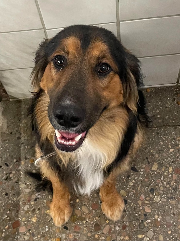 Ozzy Pawsbourne, an adoptable Collie, Mixed Breed in Rock Springs, WY, 82901 | Photo Image 2