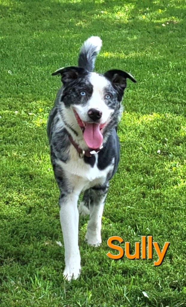 Sully, an adoptable Australian Shepherd, Australian Cattle Dog / Blue Heeler in sun prairie, WI, 53590 | Photo Image 1