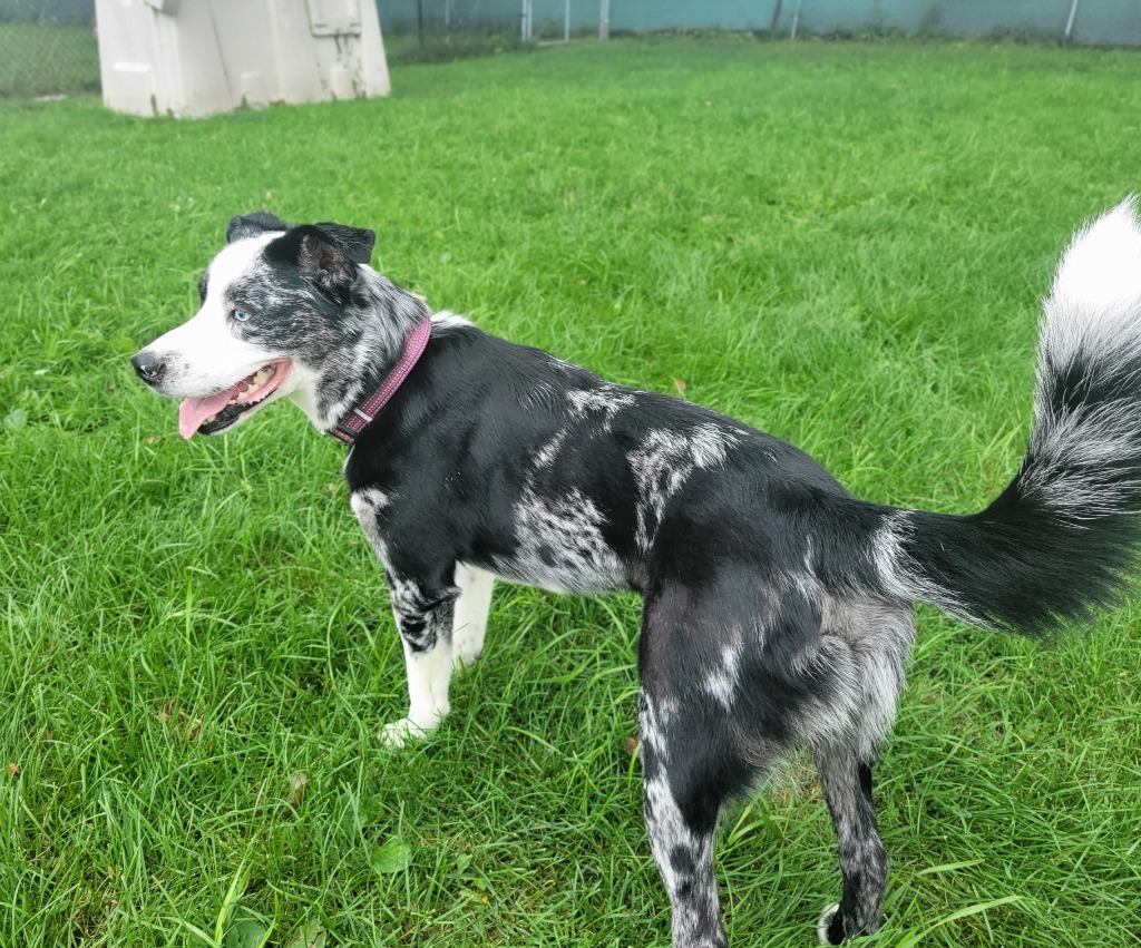 Sully, an adoptable Australian Shepherd, Australian Cattle Dog / Blue Heeler in sun prairie, WI, 53590 | Photo Image 2