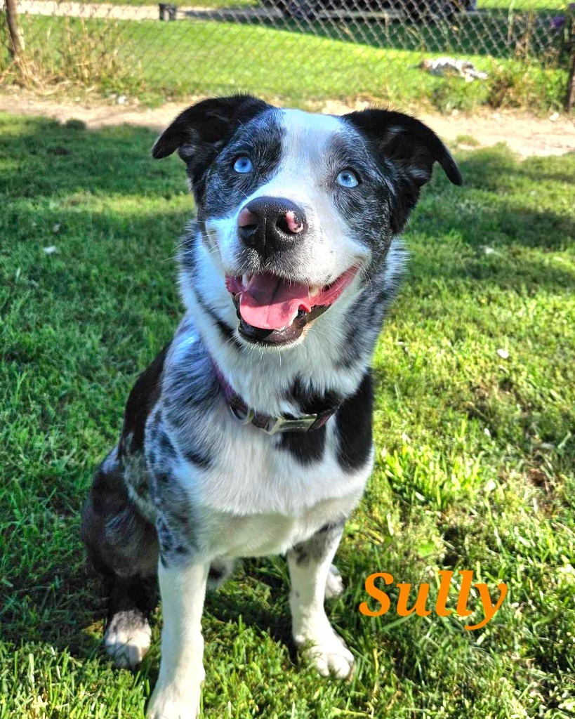 Sully, an adoptable Australian Shepherd, Australian Cattle Dog / Blue Heeler in sun prairie, WI, 53590 | Photo Image 3