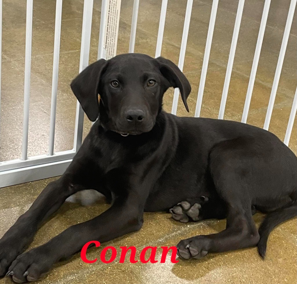 Conan, an adoptable Hound, Labrador Retriever in sun prairie, WI, 53590 | Photo Image 1