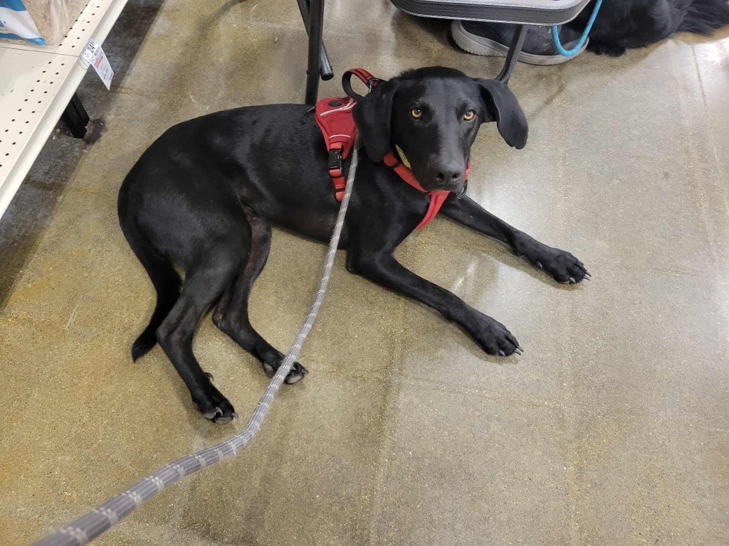 Conan, an adoptable Hound, Labrador Retriever in sun prairie, WI, 53590 | Photo Image 1