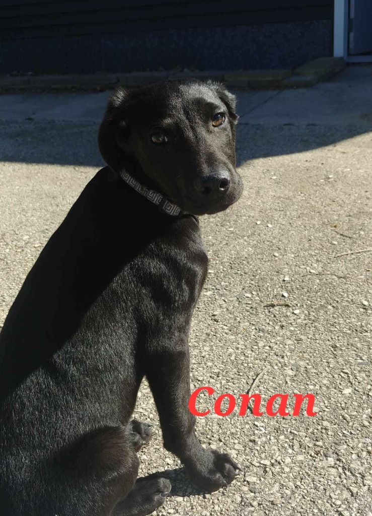 Conan, an adoptable Hound, Labrador Retriever in sun prairie, WI, 53590 | Photo Image 2